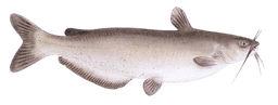 Channel Catfish