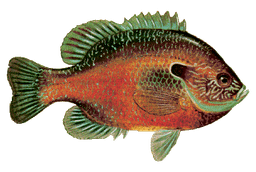 Longear Sunfish