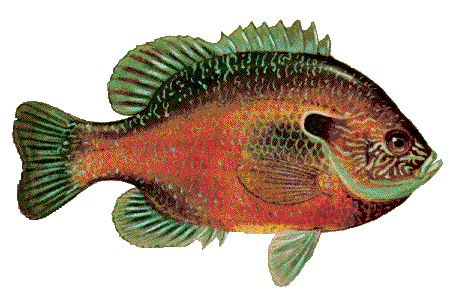 Longear Sunfish