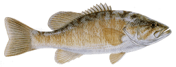 Smallmouth Bass