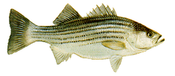 Striped Bass