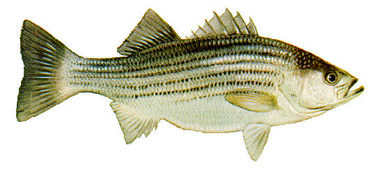 Striped Bass