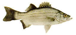 White Bass