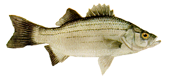 White Bass